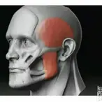 Ojačivač vilice JAWLINE - Guma za vilicu*