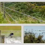 BODLJIKAVA ŽICA 100M