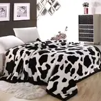 Ambasador duplo ćebe